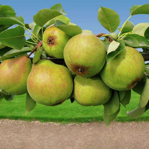 Säulen-Birne Obelisk®