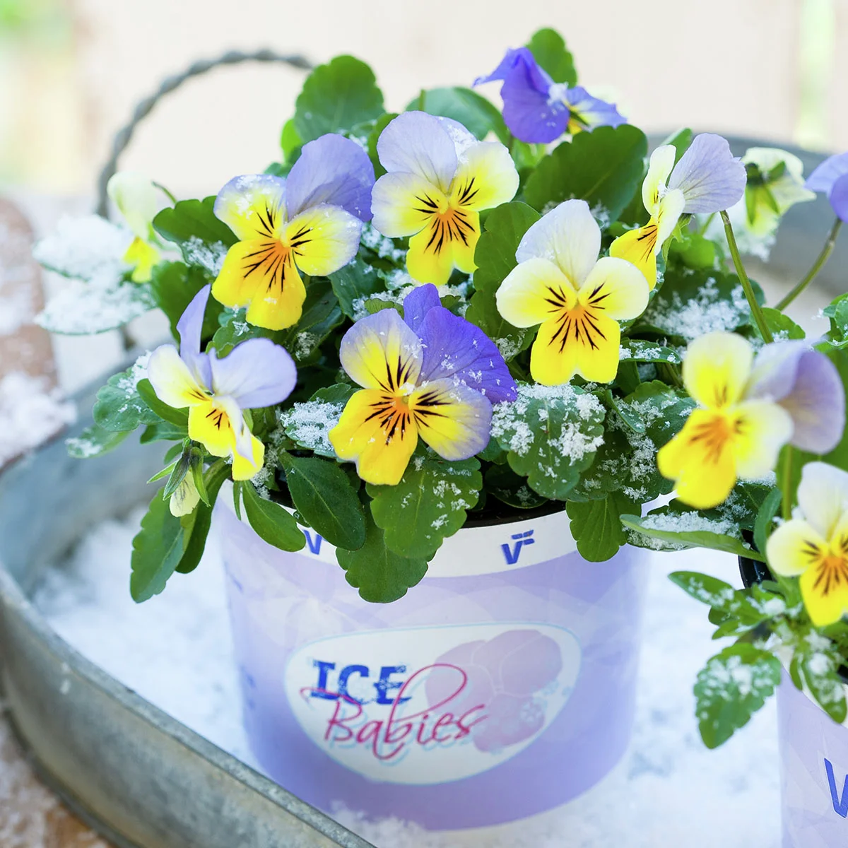 Mini-Hornveilchen Ice Babies® Blue with Yellow