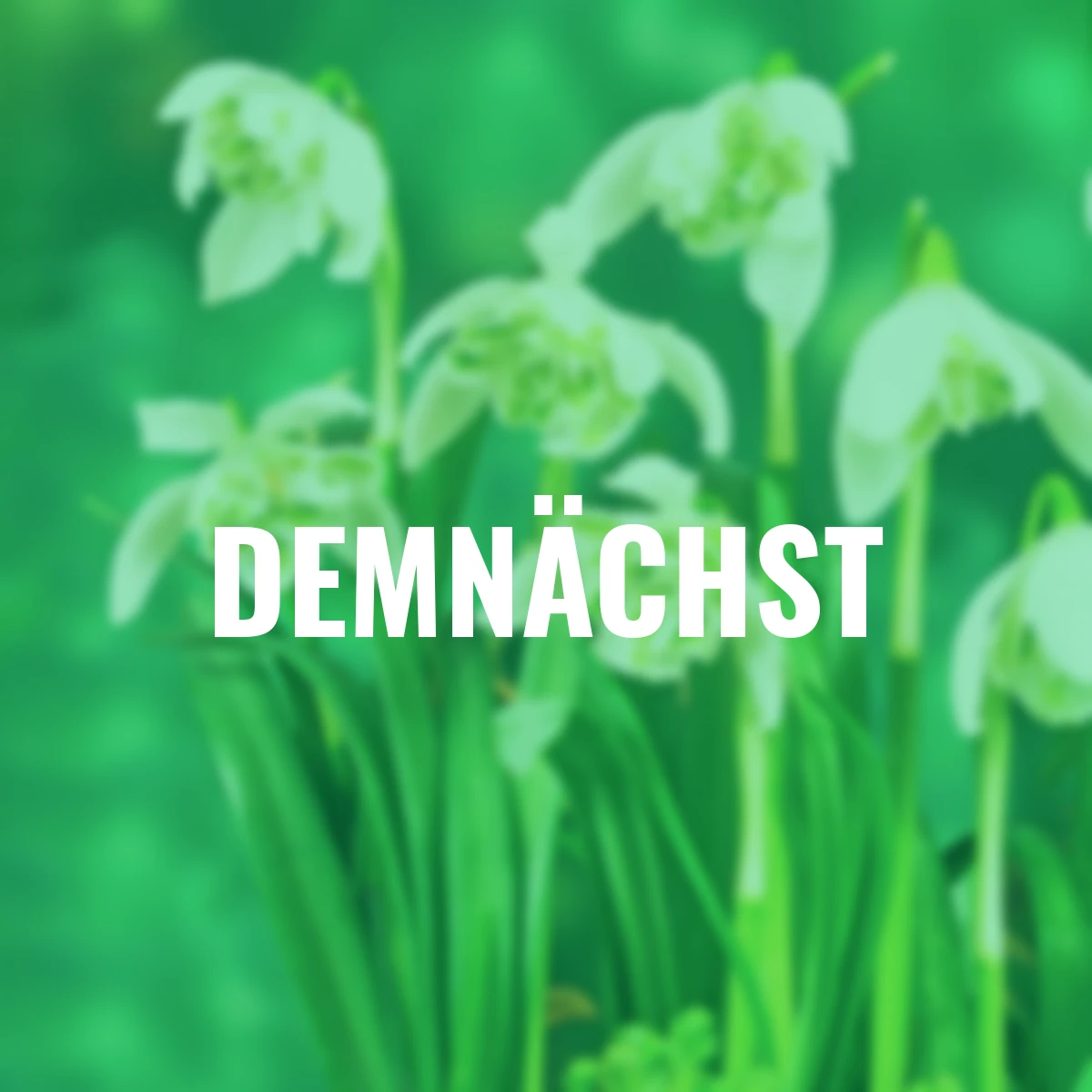 Schneeglöckchen Hippolyta, gefüllt