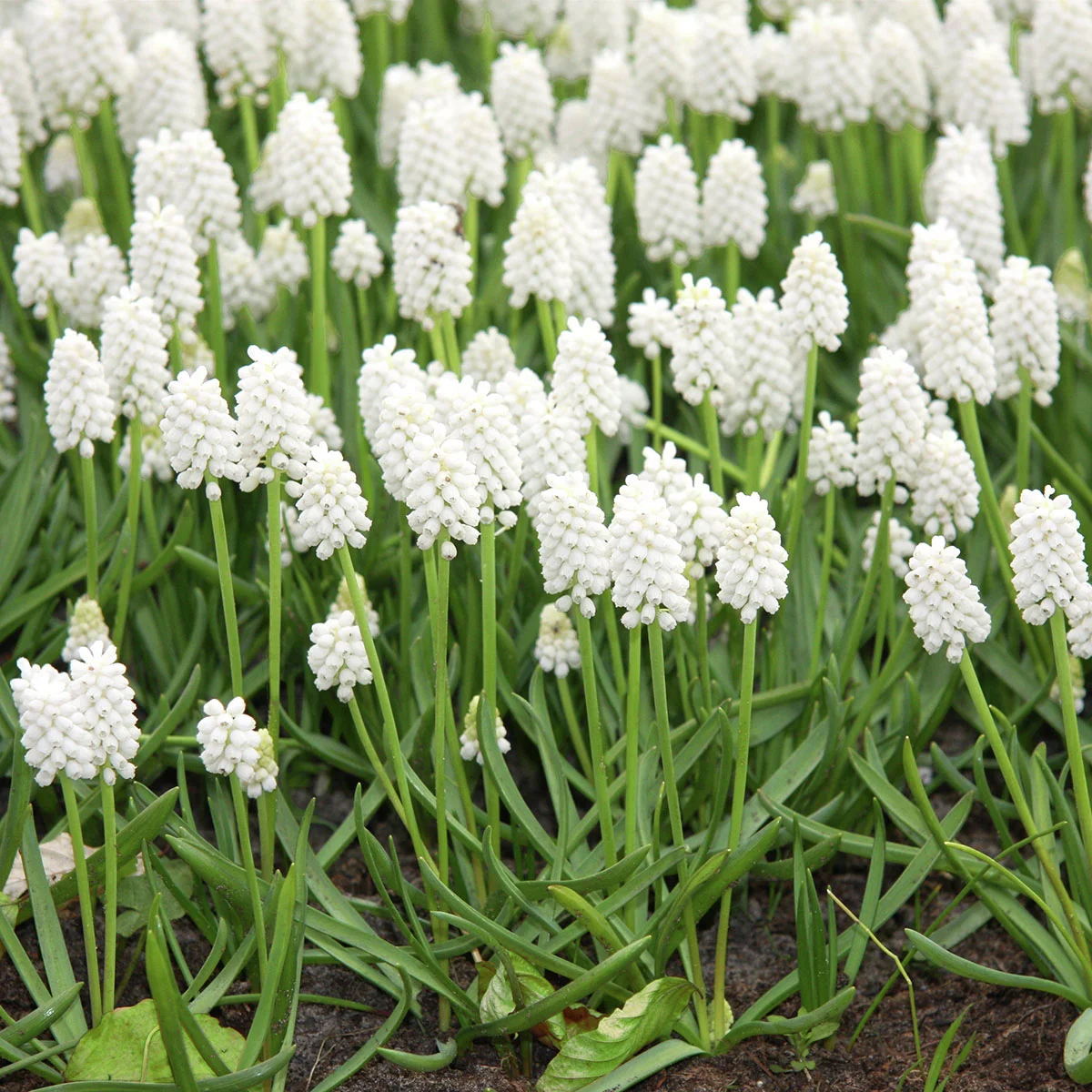 Traubenhyazinthe White Magic