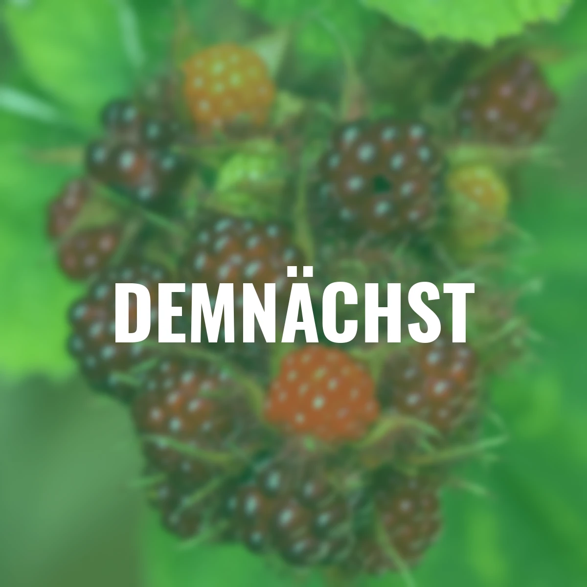 Japanische Weinbeere, Höhe ca. 40-50 cm