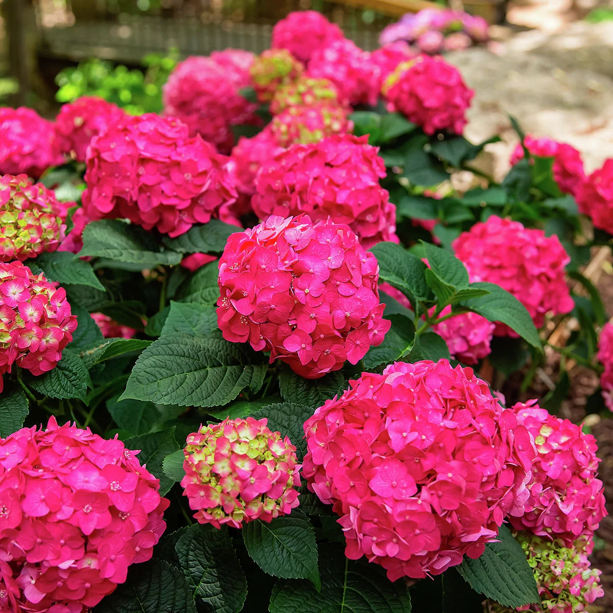 Hortensie Endless Summer® Summer Love®