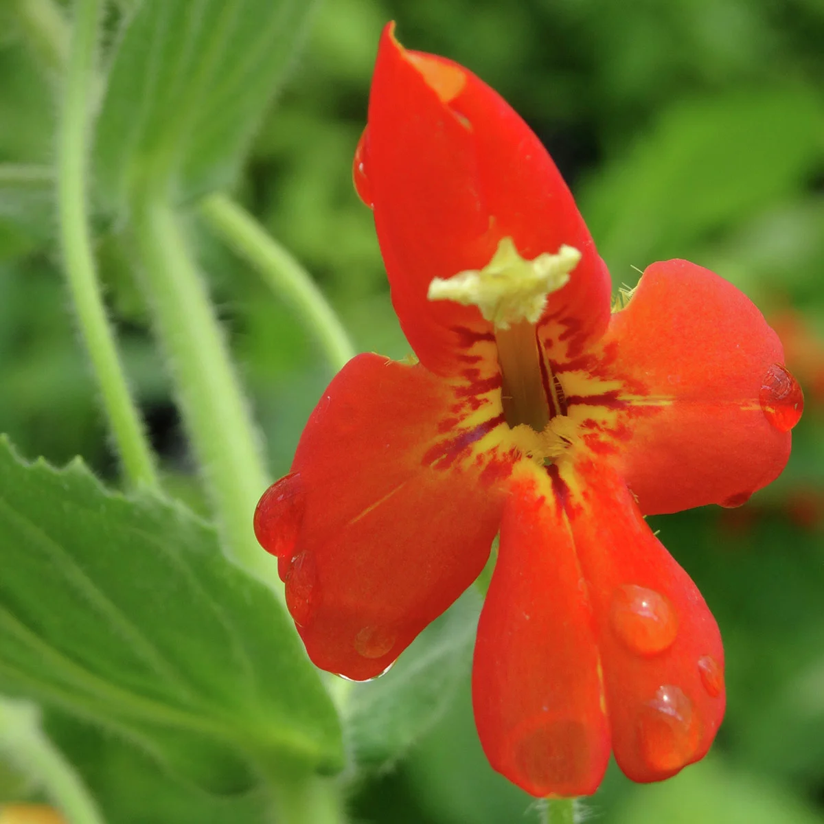 Gauklerblume rot-orange