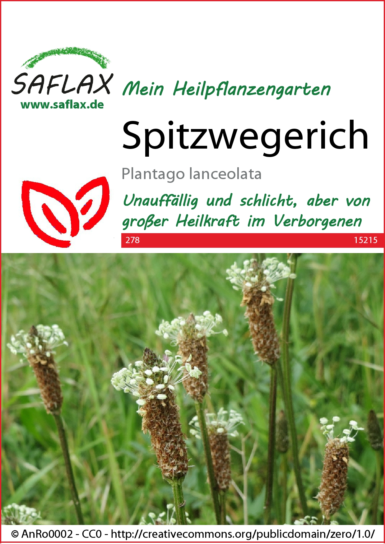 Spitzwegerichsamen