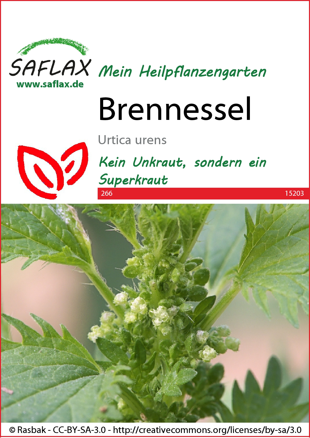 Brennessel - Samen