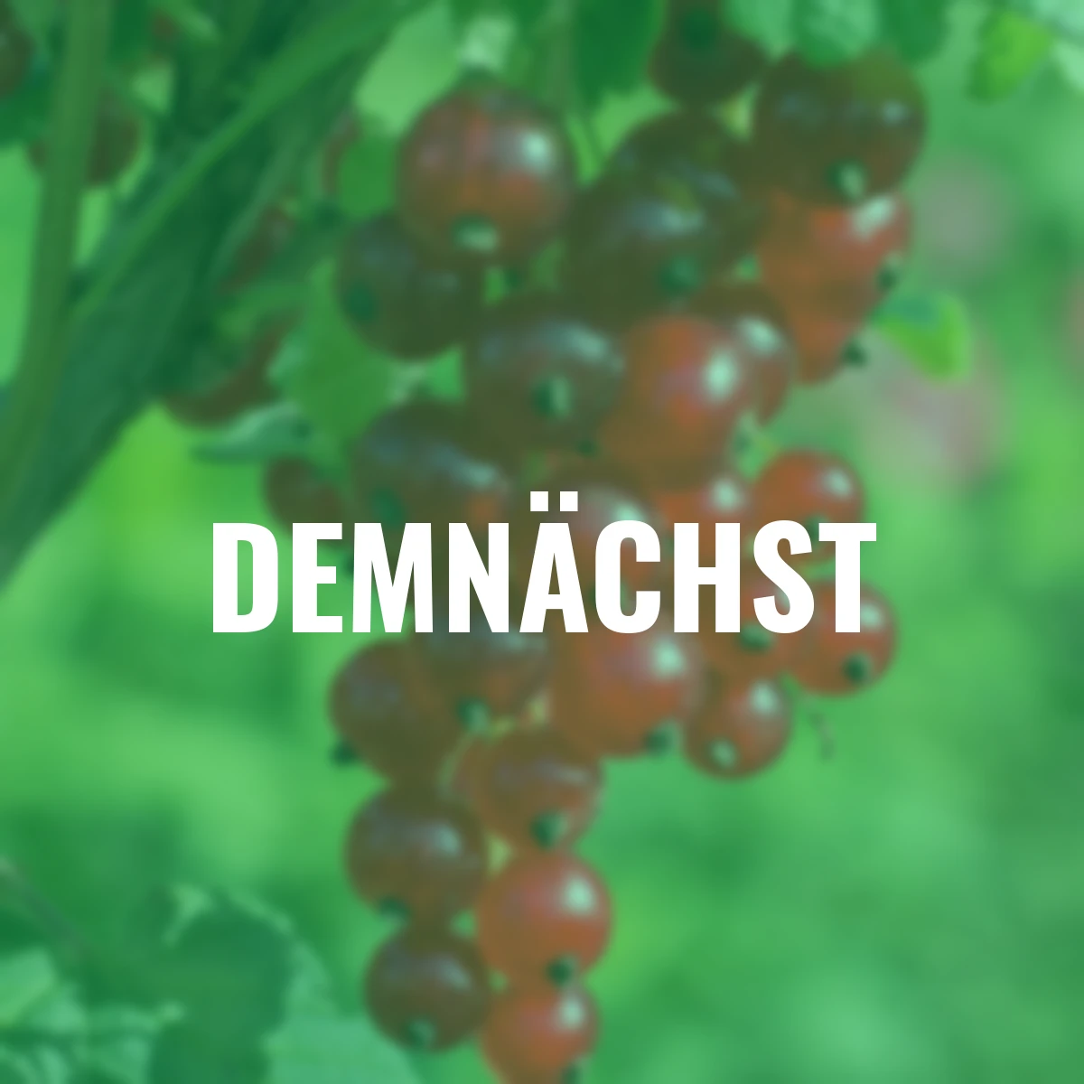 Rote Johannisbeere Jonkheer van Tets