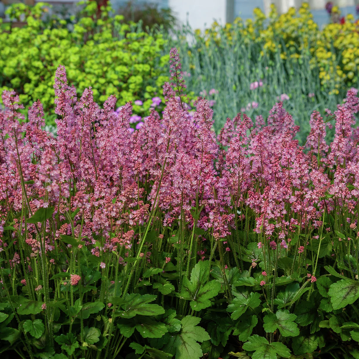 Kissen-Purpurglöckchen Pink Revolution