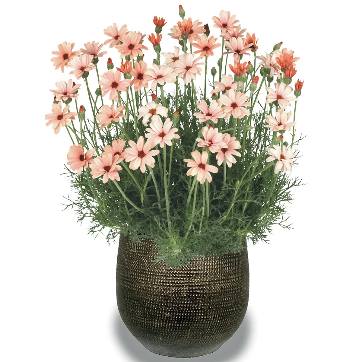 Marokkanische Margerite  Zagora Orange