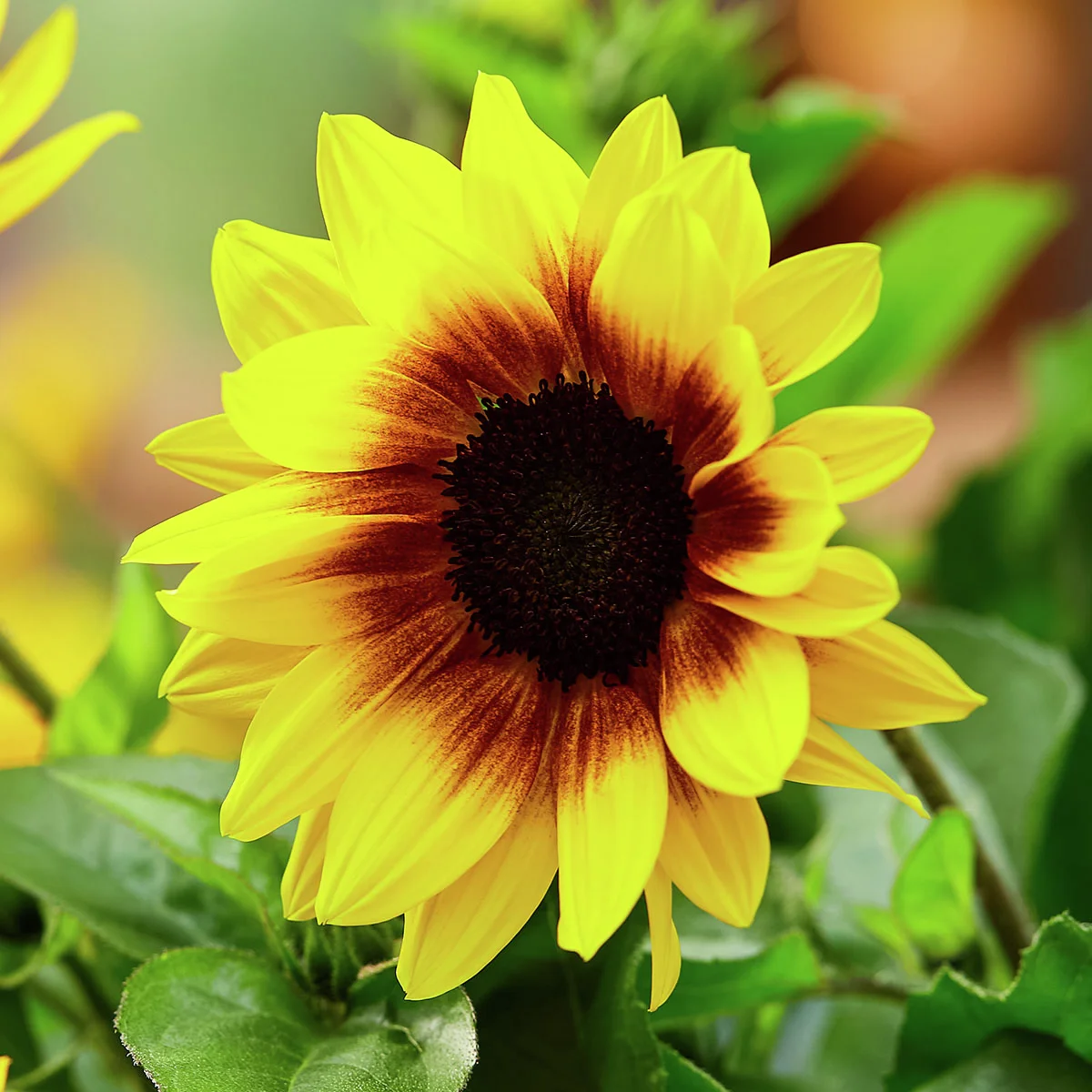 Premium Sonnenblume SunBelievable™