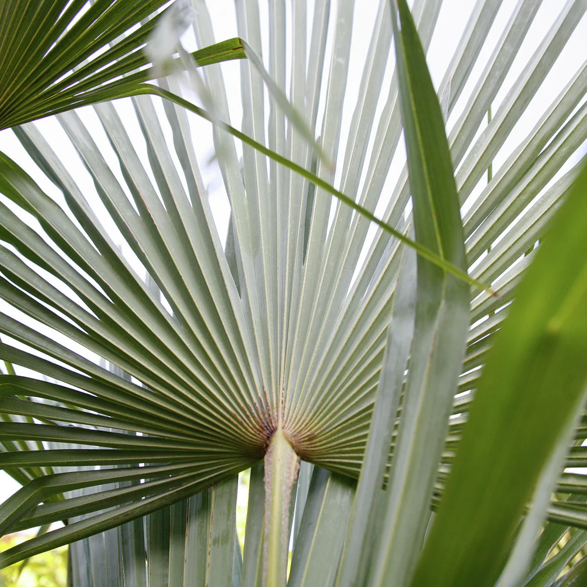 Hanfpalme XXL, im ca. 45 cm-Topf