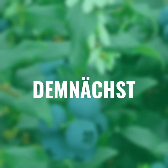 Heidelbeere Doppelernter