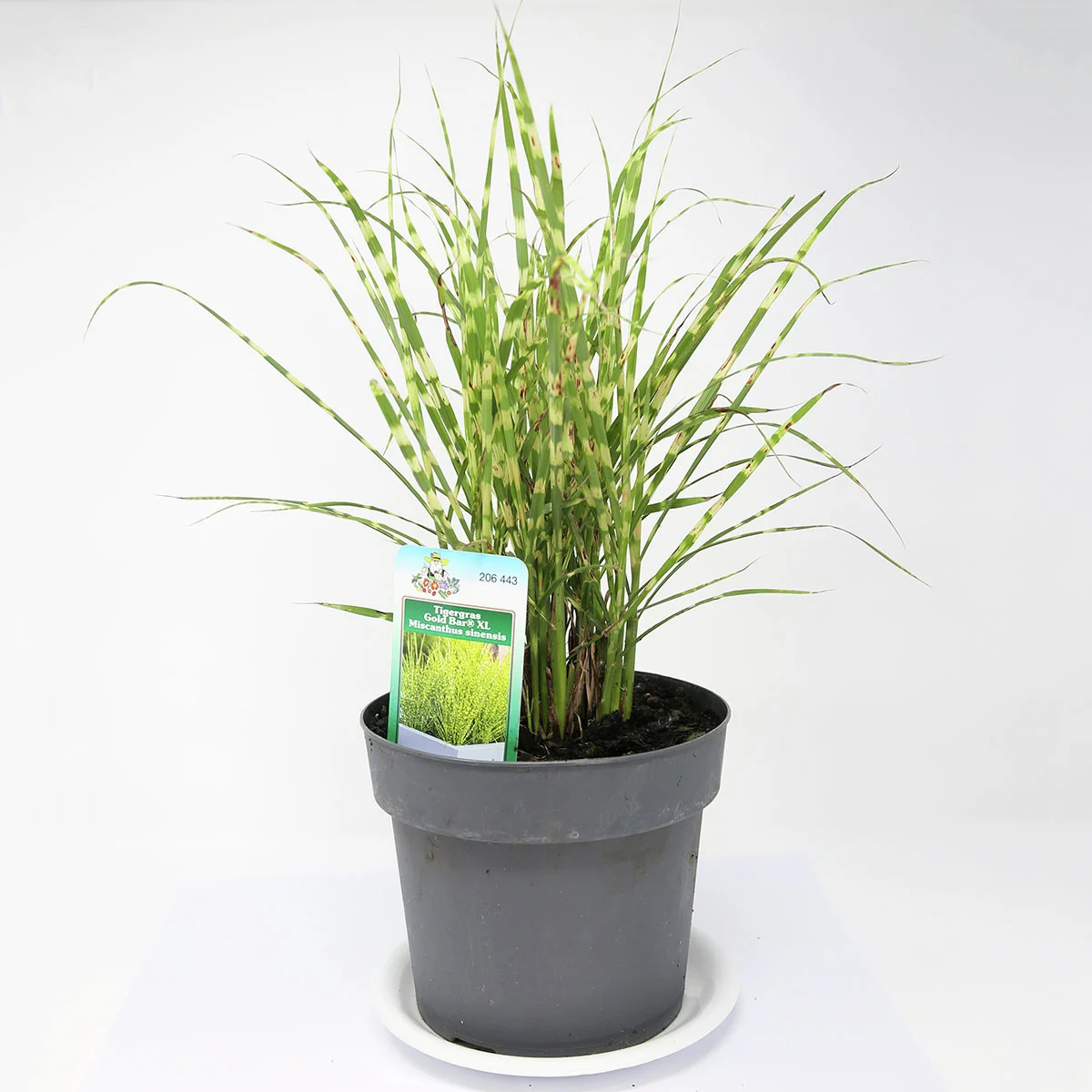 Tigergras, im ca. 9 cm-Topf