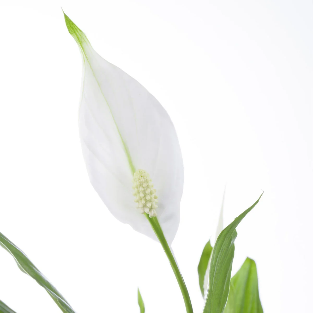 Einblatt, Höhe ca. 40-60 cm