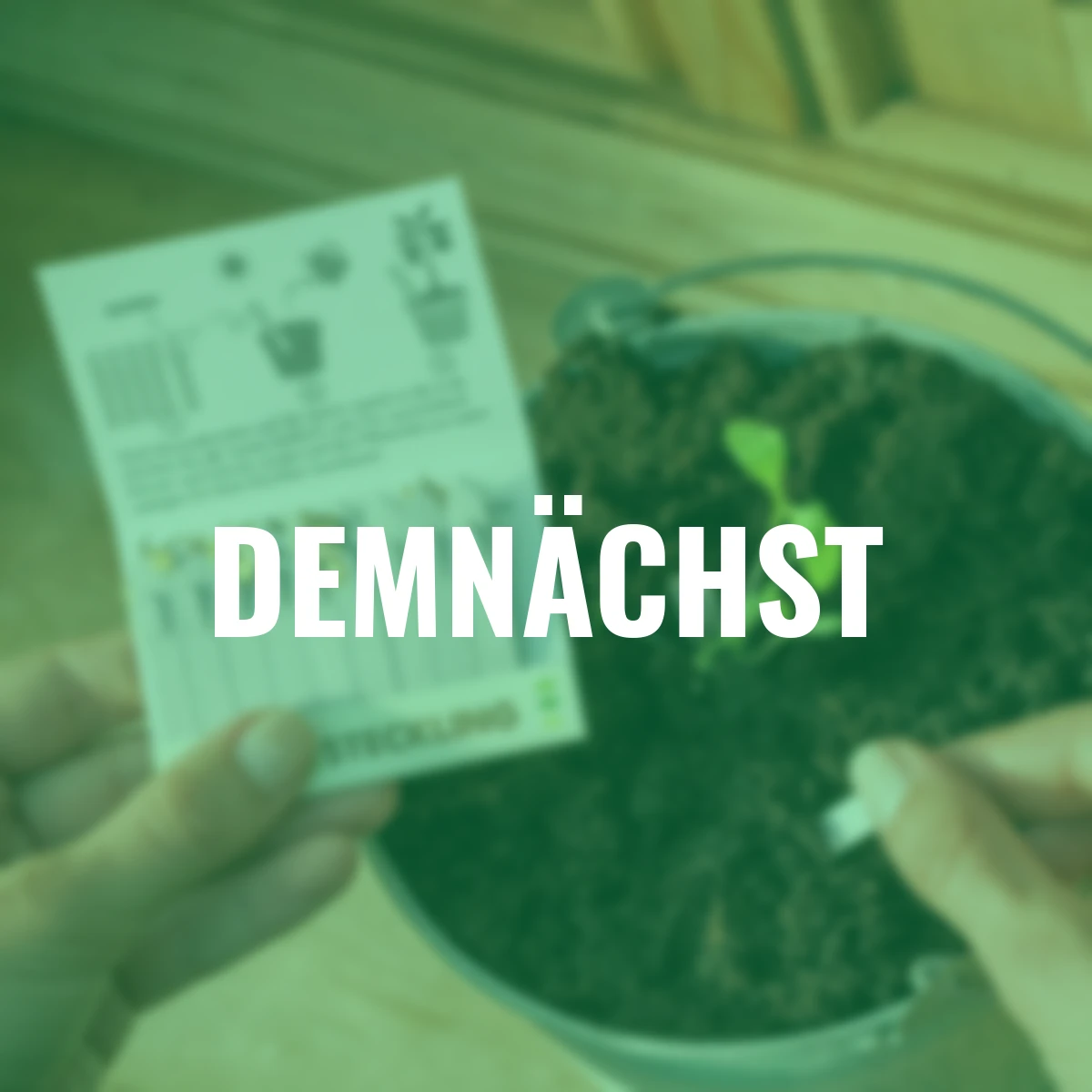 Steckling Kräutersamen, 10 Stück