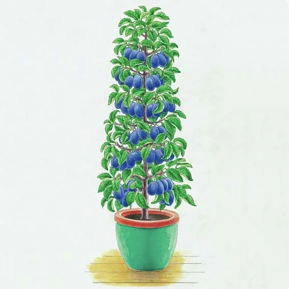 Säulen-Pflaume Imperial