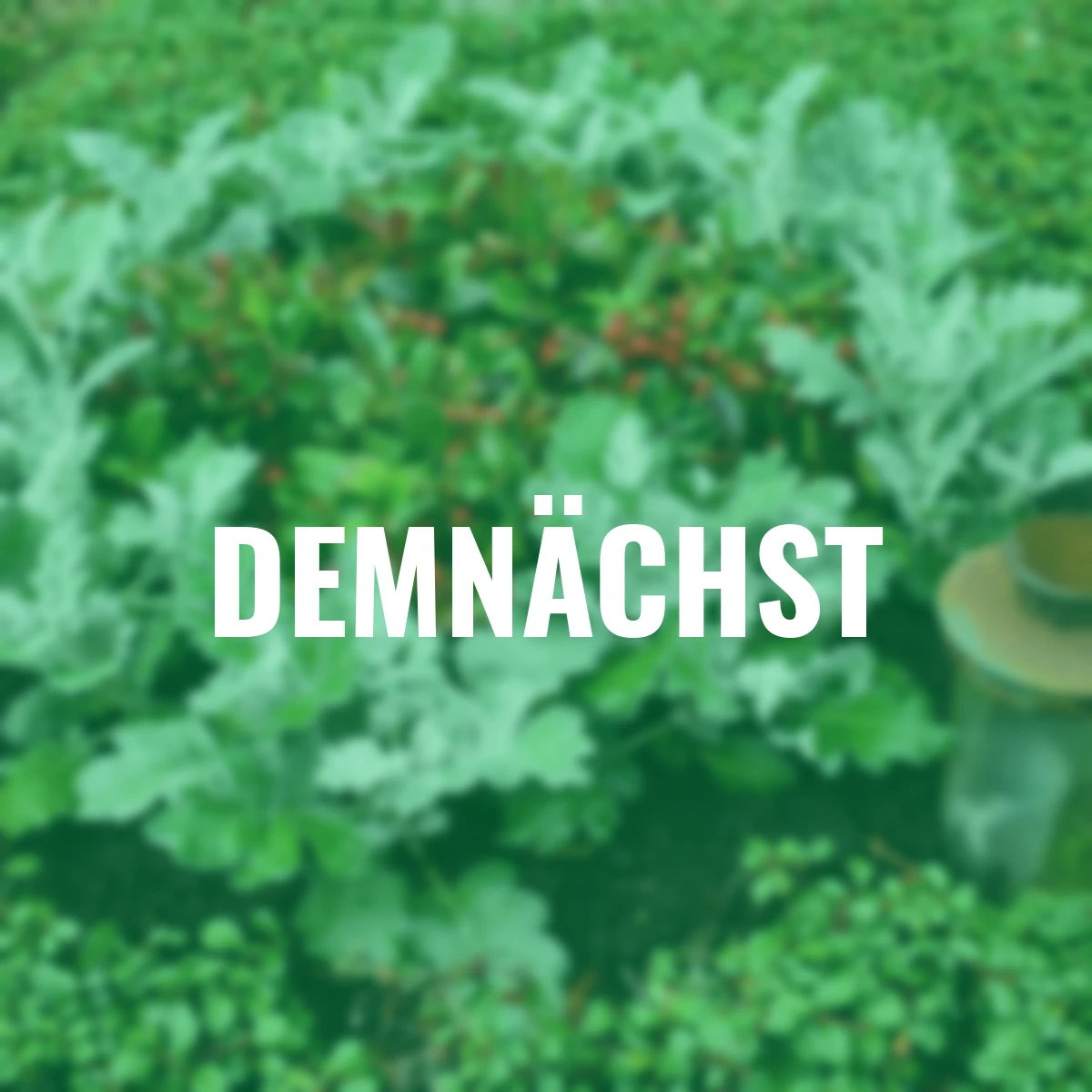 Set Grabbepflanzung Herbstschmuck, Einzel