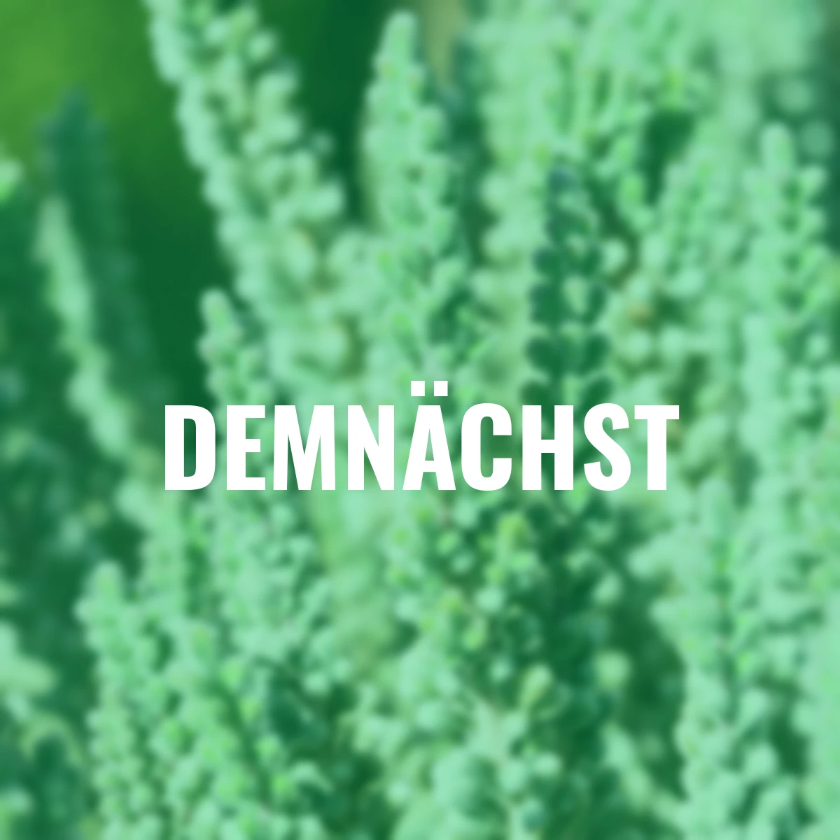 Knospenheide Gardengirls® Fluffy