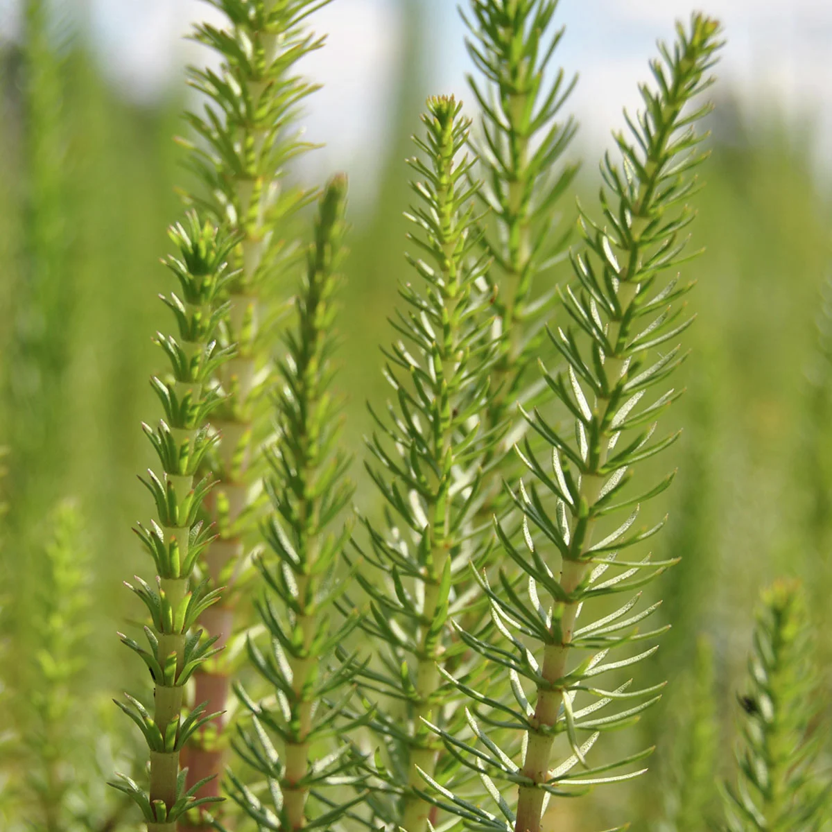 Tannenwedel, im ca. 9 cm-Topf