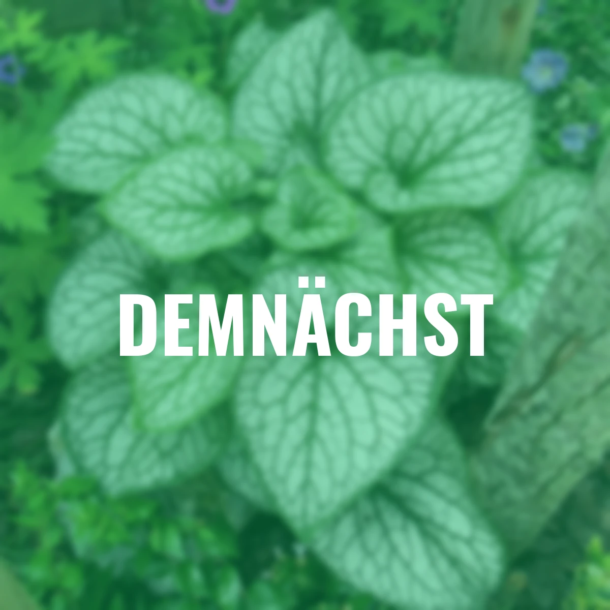 Kaukasus-Vergissmeinnicht Jack Frost®