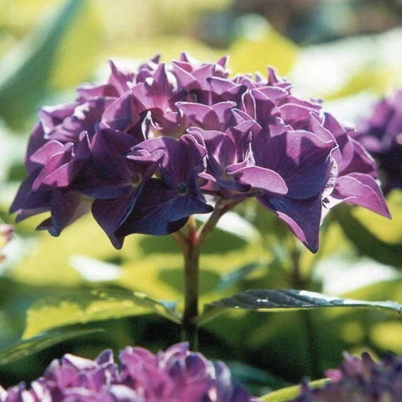 Hortensie Hobergine