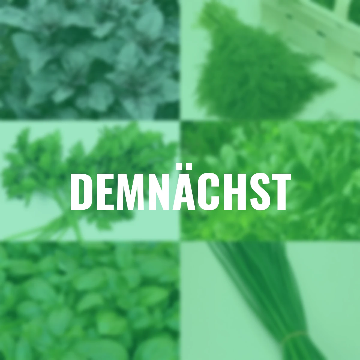 Saatgut-Holzbox Kräutergarten, 7 Saatgut-Sorten