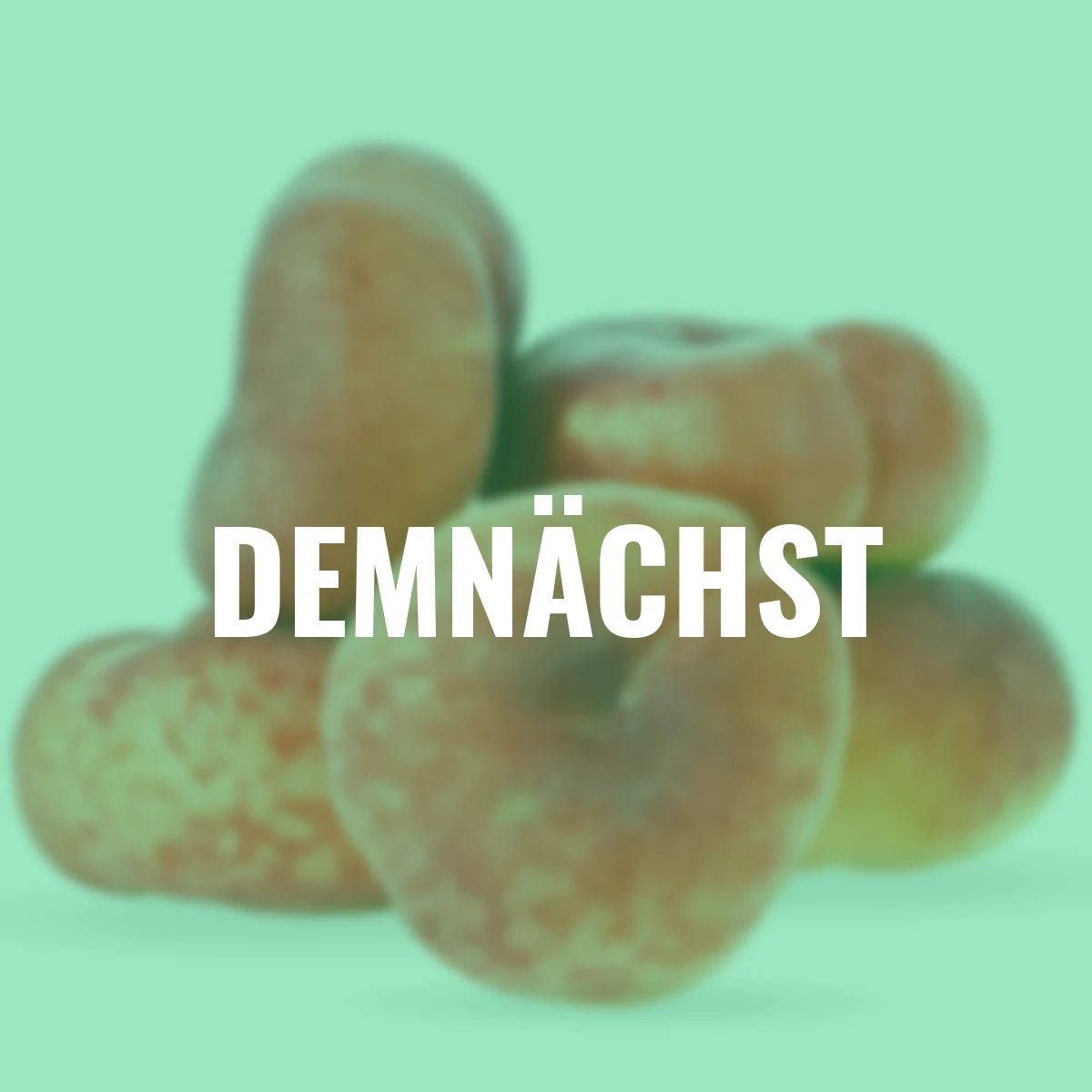 Pfirsich Peach me Donut, im ca. 19 cm-Topf