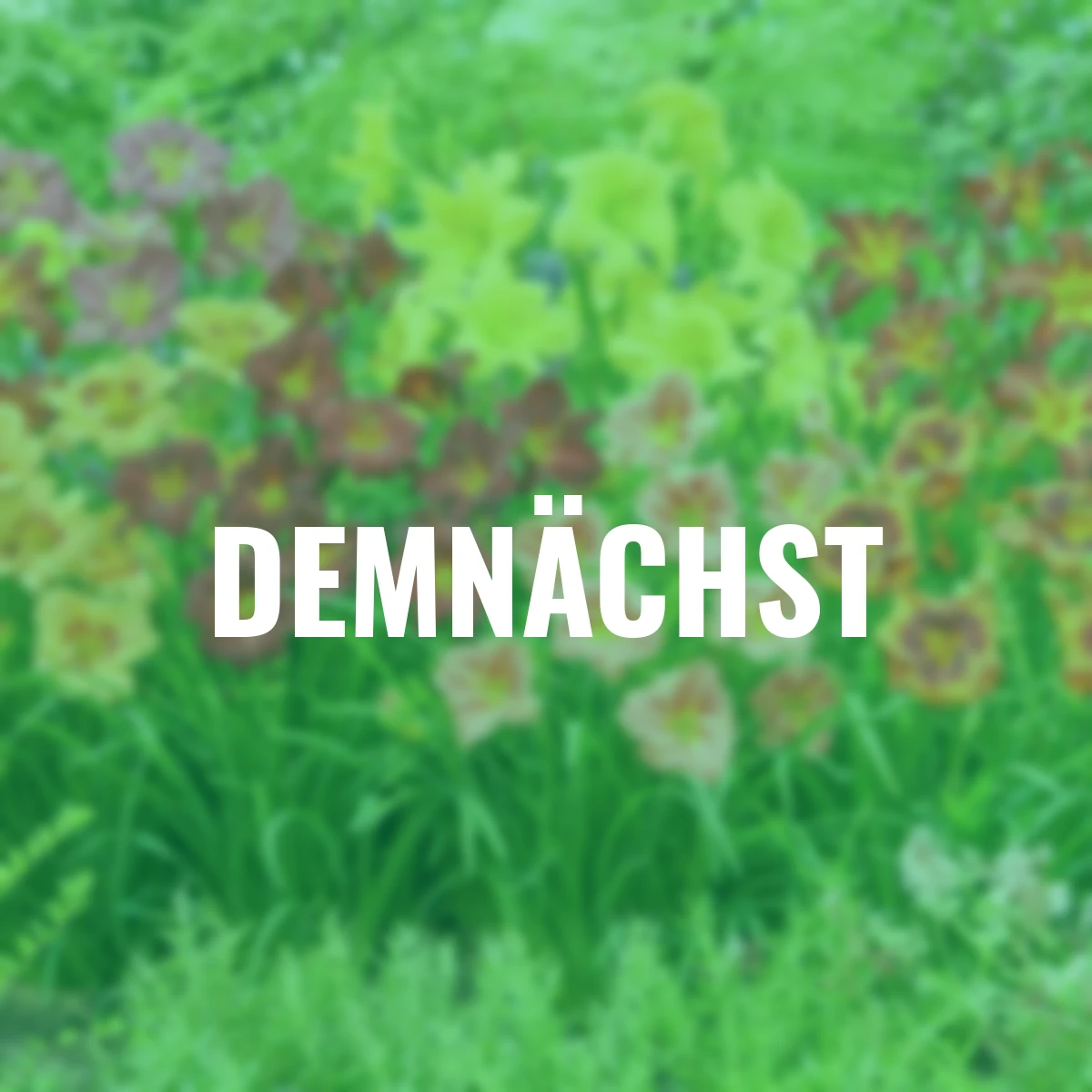 Taglilien-Mischung Sommerliebe