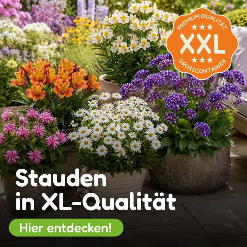 Grtner Harry  Ihr Gartenversand fr Pflanzen, Saatgut & Gartenzubehr