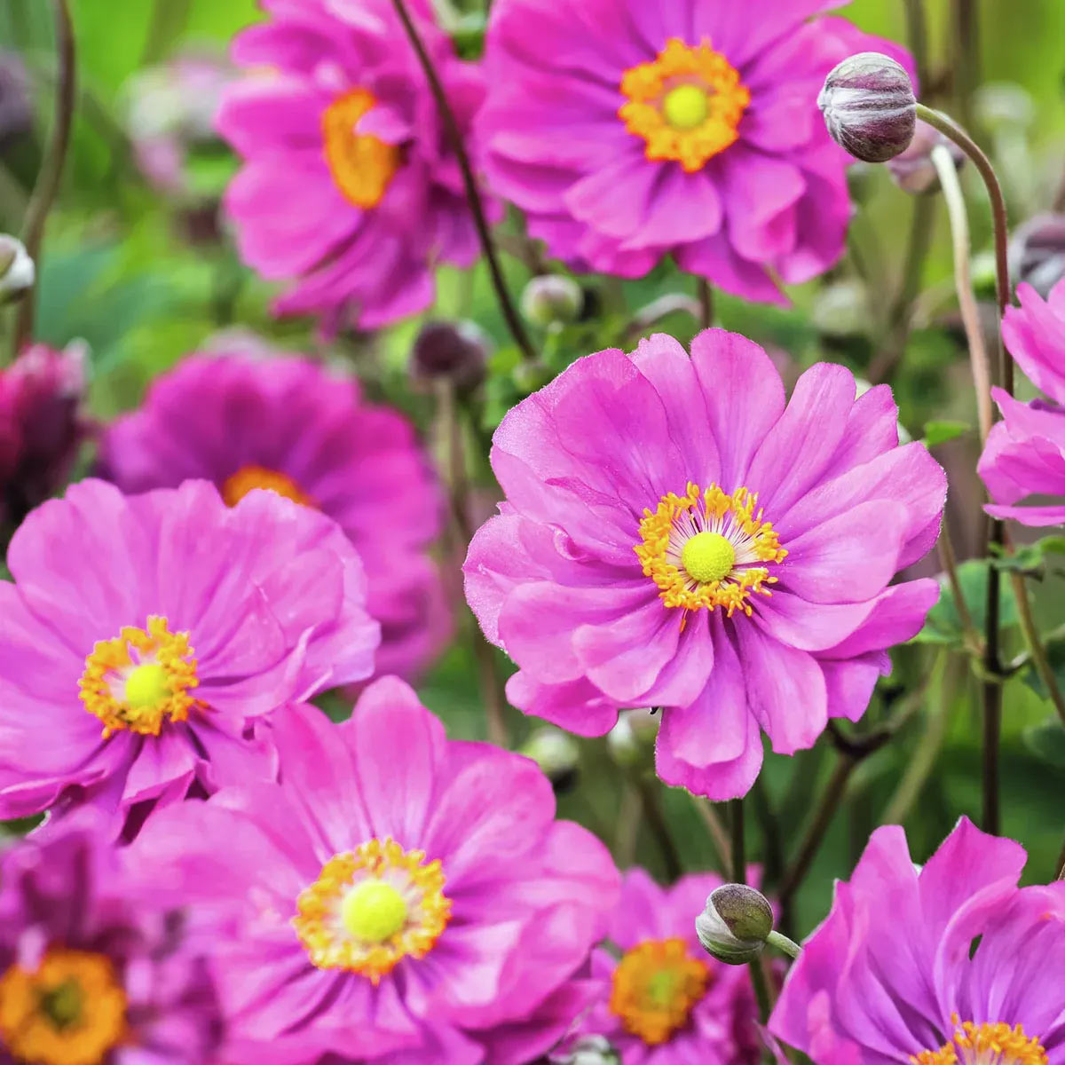 Gefüllte Herbstanemone mit weichen, pomponähnlichen Blüten im Schattengarten