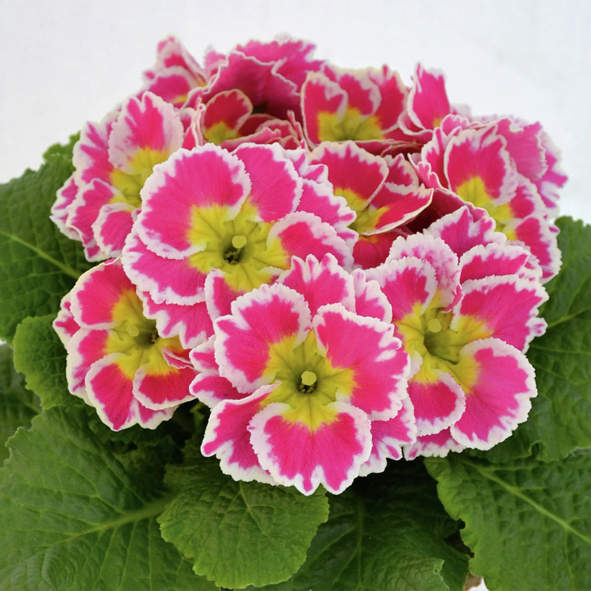 Zuckerguss-Primeln Sacarina Rose