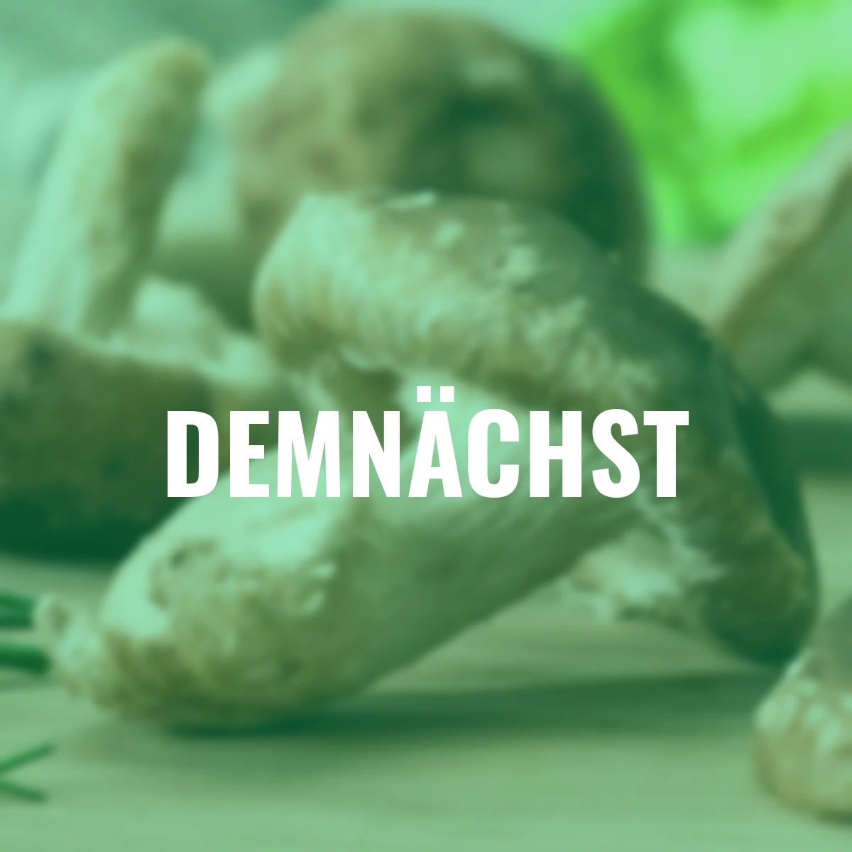 Pilzkultur-Set Shii-Take