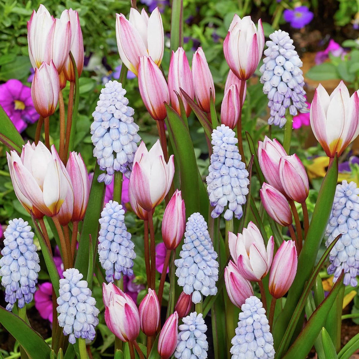 Blumenzwiebel-Mischung Tulpe Hilde & Traubenhyazinthe Peppermint