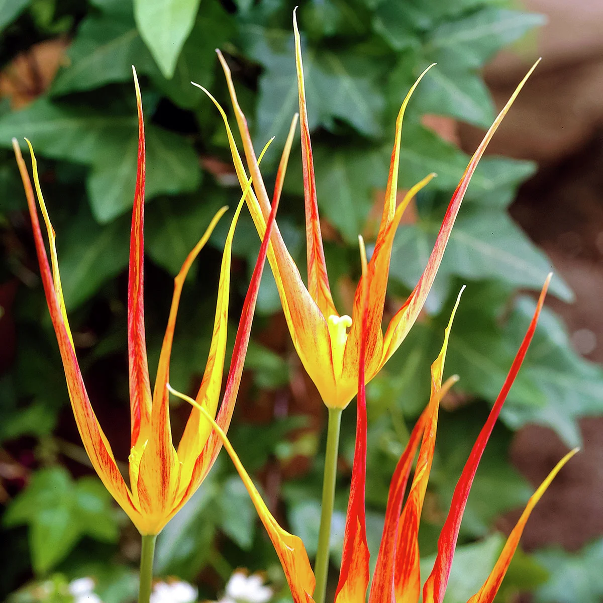 Tulpe Acuminata