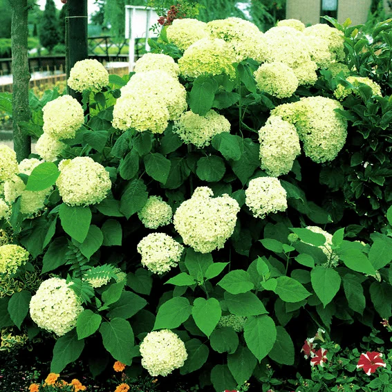 Schneeballhortensie Annabelle®, im ca. 9 cm-Topf