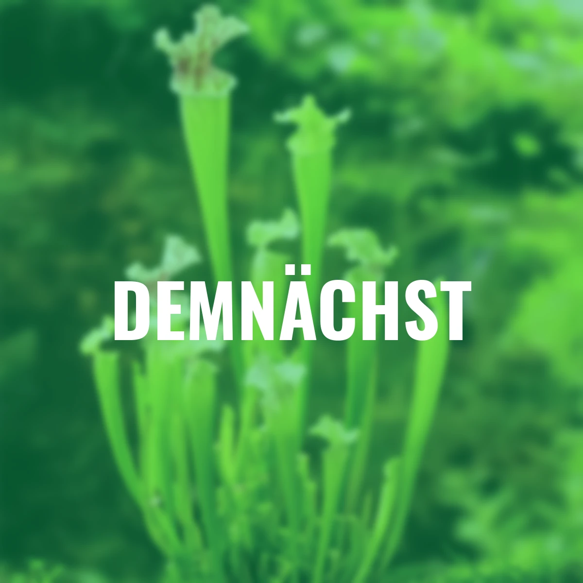 Schlauchpflanze, Höhe ca. 10-20 cm