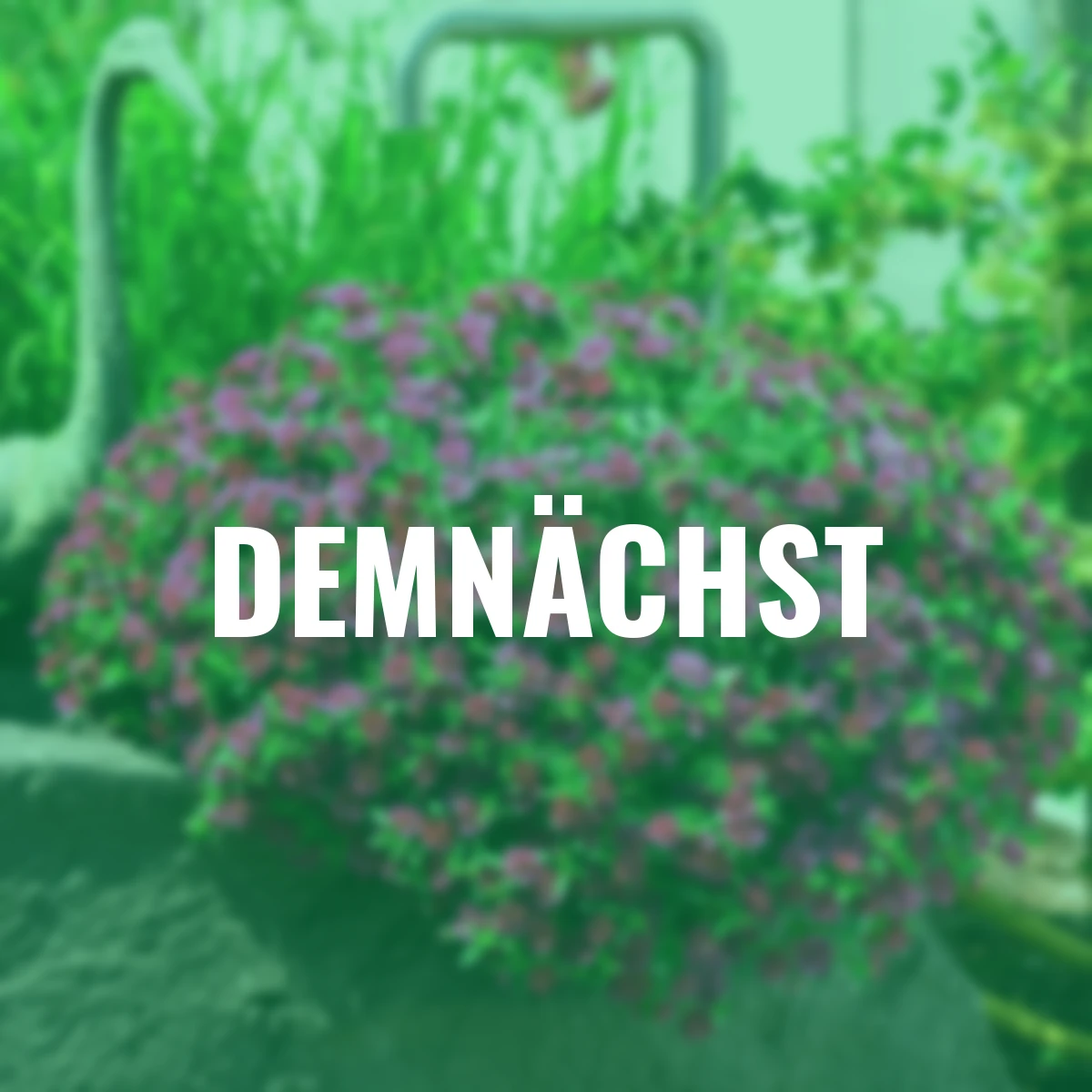 Rosen-Zauberglöckchen, violett