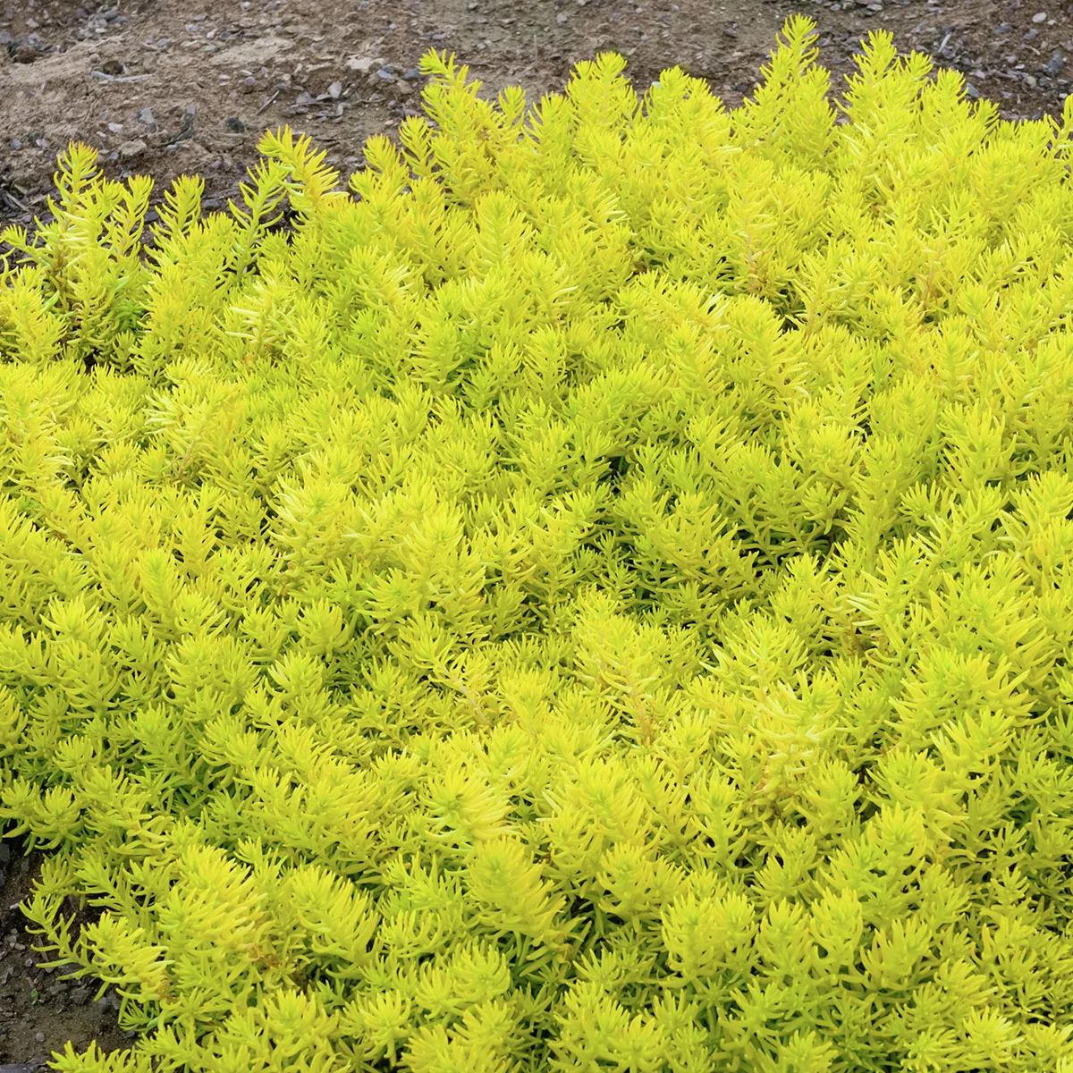 Gold-Tripmadam Angelina