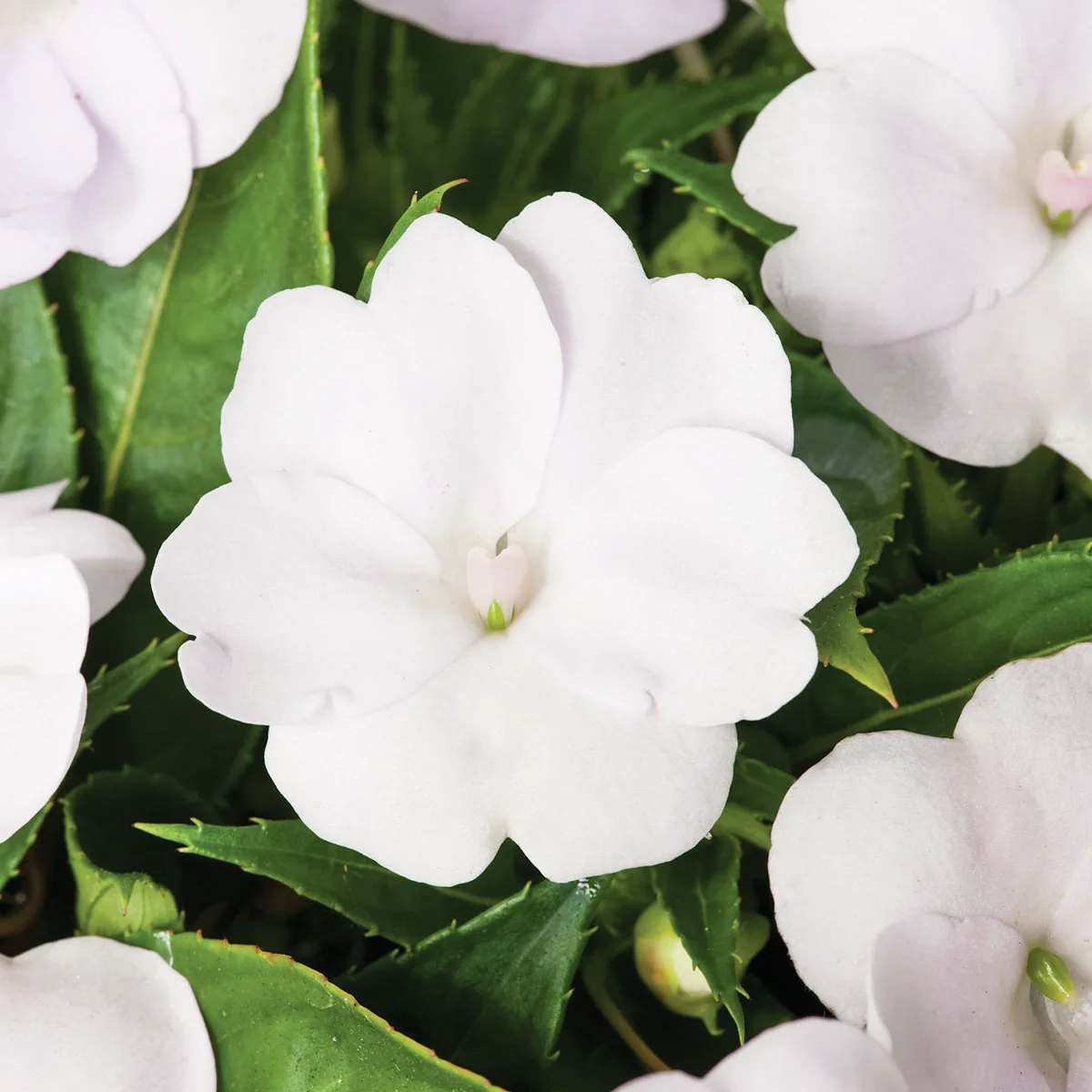 Fleißiges-Lieschen Sunpations™ White