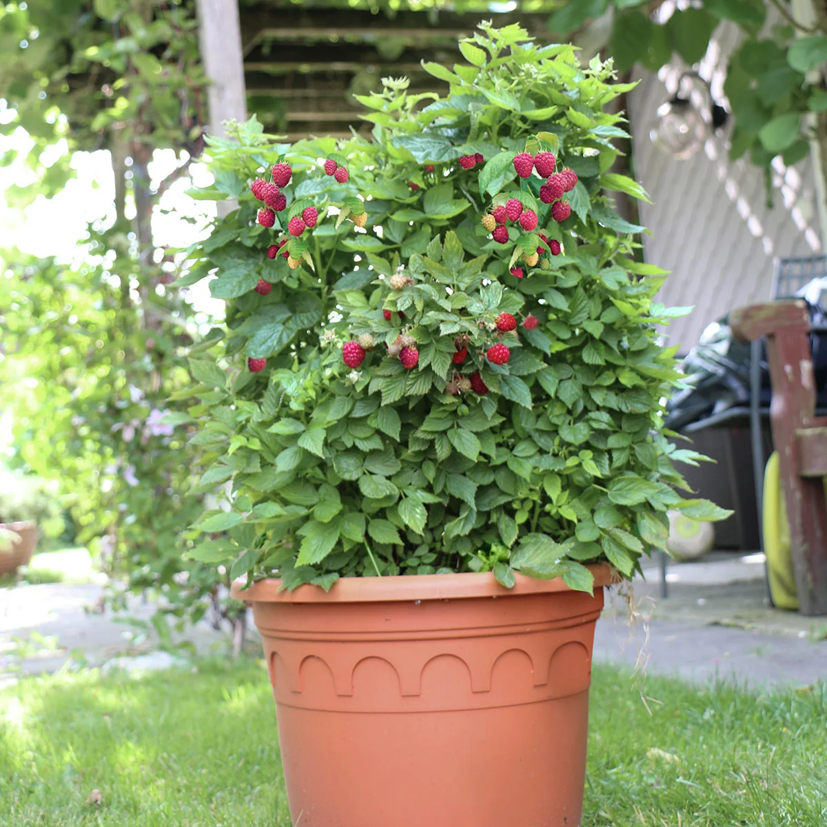 Zwerghimbeere Lowberry® Baby Dwarf®