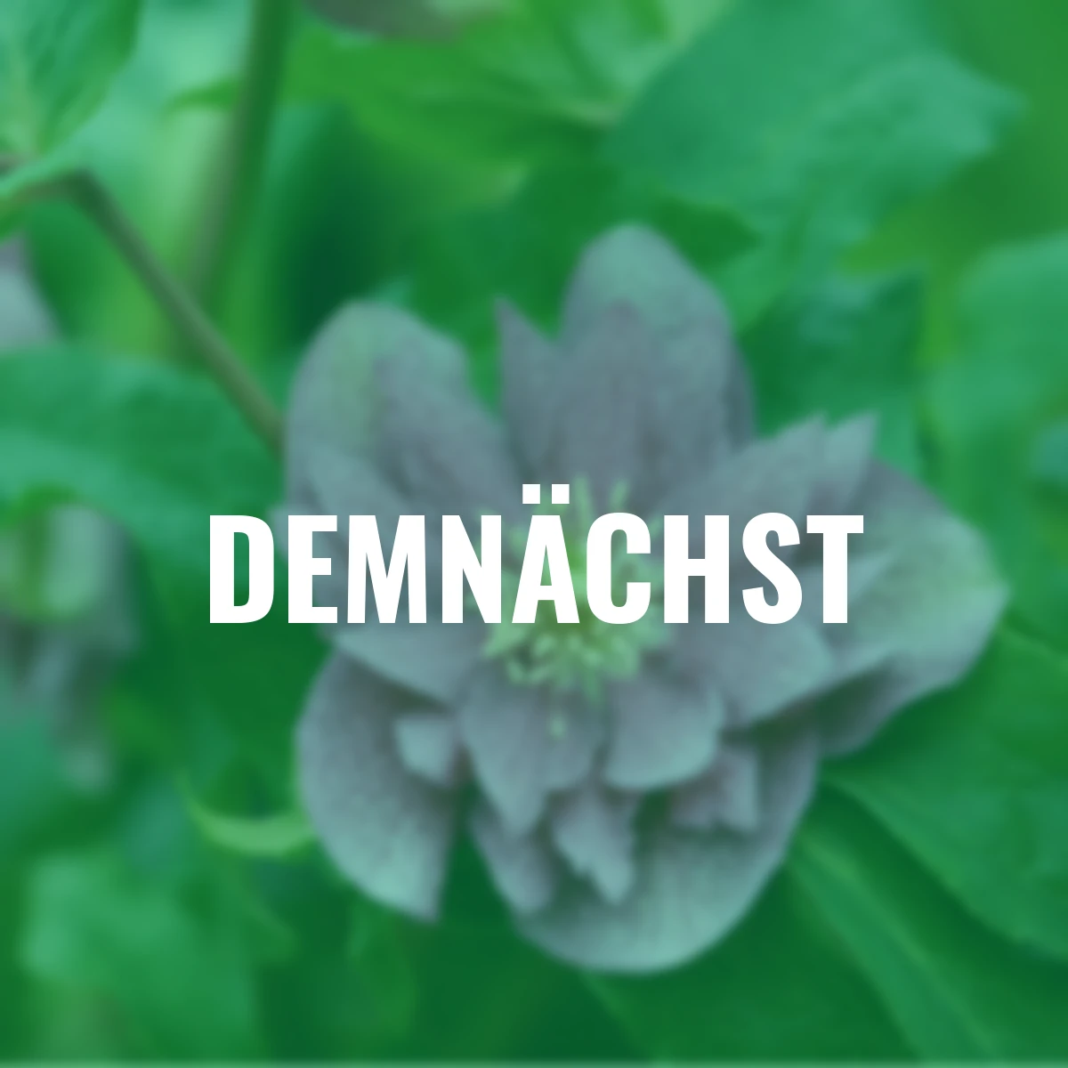 Lenzrose ViV Ariana, Höhe ca. 20-25 cm