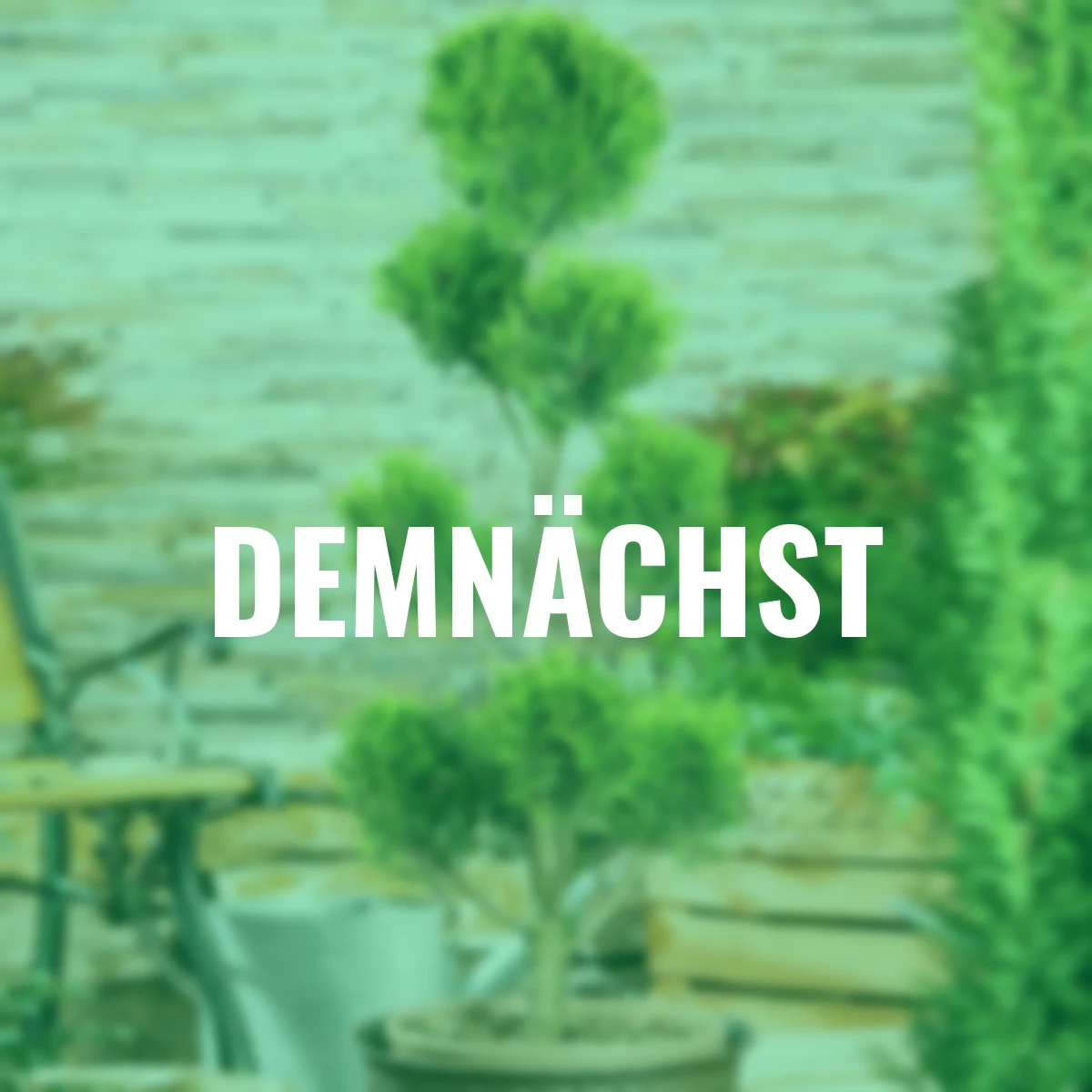 Ponpon-Zypresse Castlewellan Gold