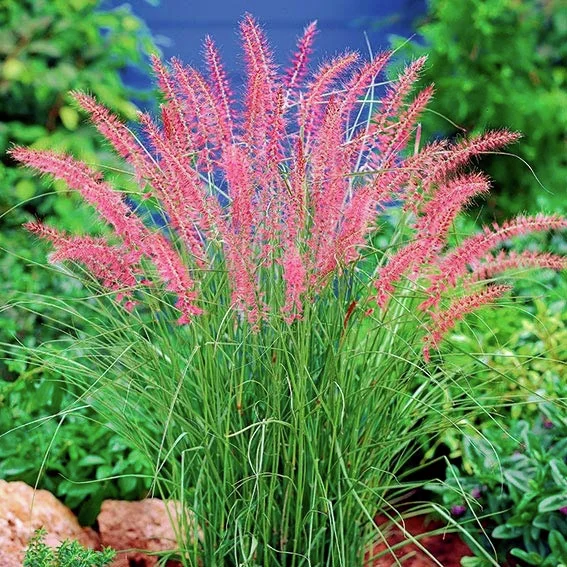Lampenputzergras Karley Rose(R)