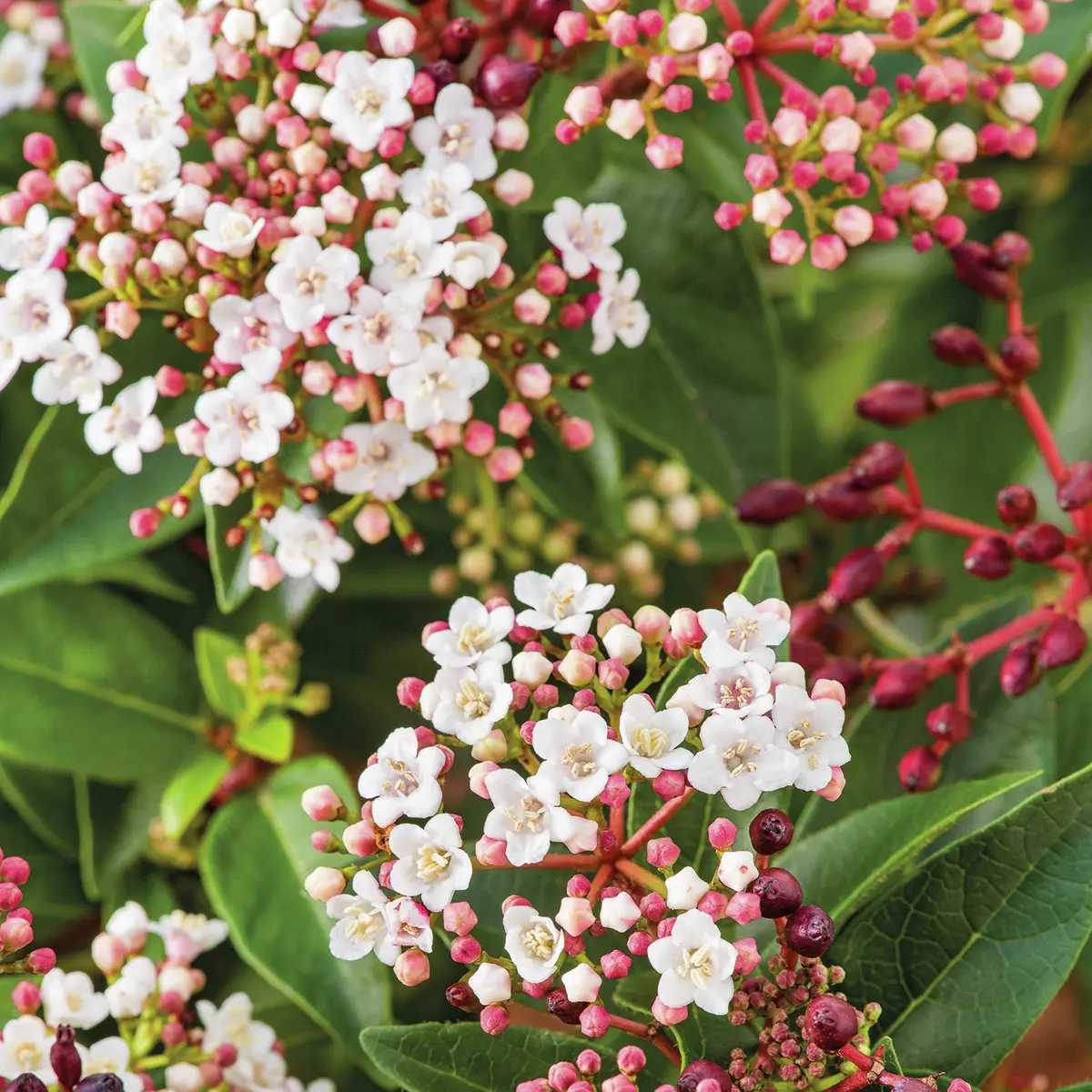 Immergrüner Schneeball Eve Price