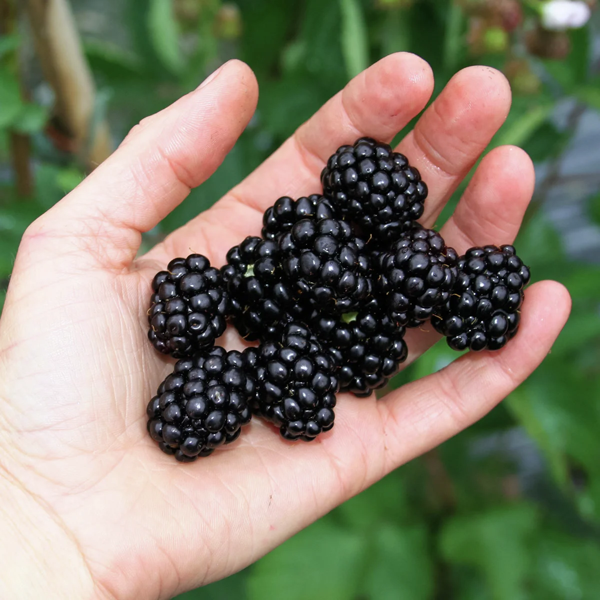 Zwerg-Brombeere Lowberry® Little Black Prince®