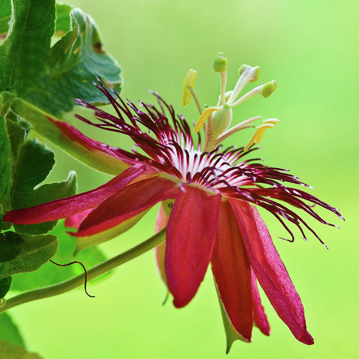 Stauden-Passionsblume, purpur
