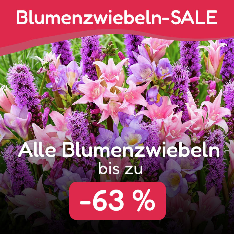 Angebot der Woche
