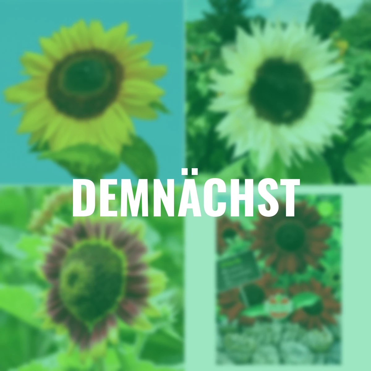 Set  Sonnenblumen, 4 Port.