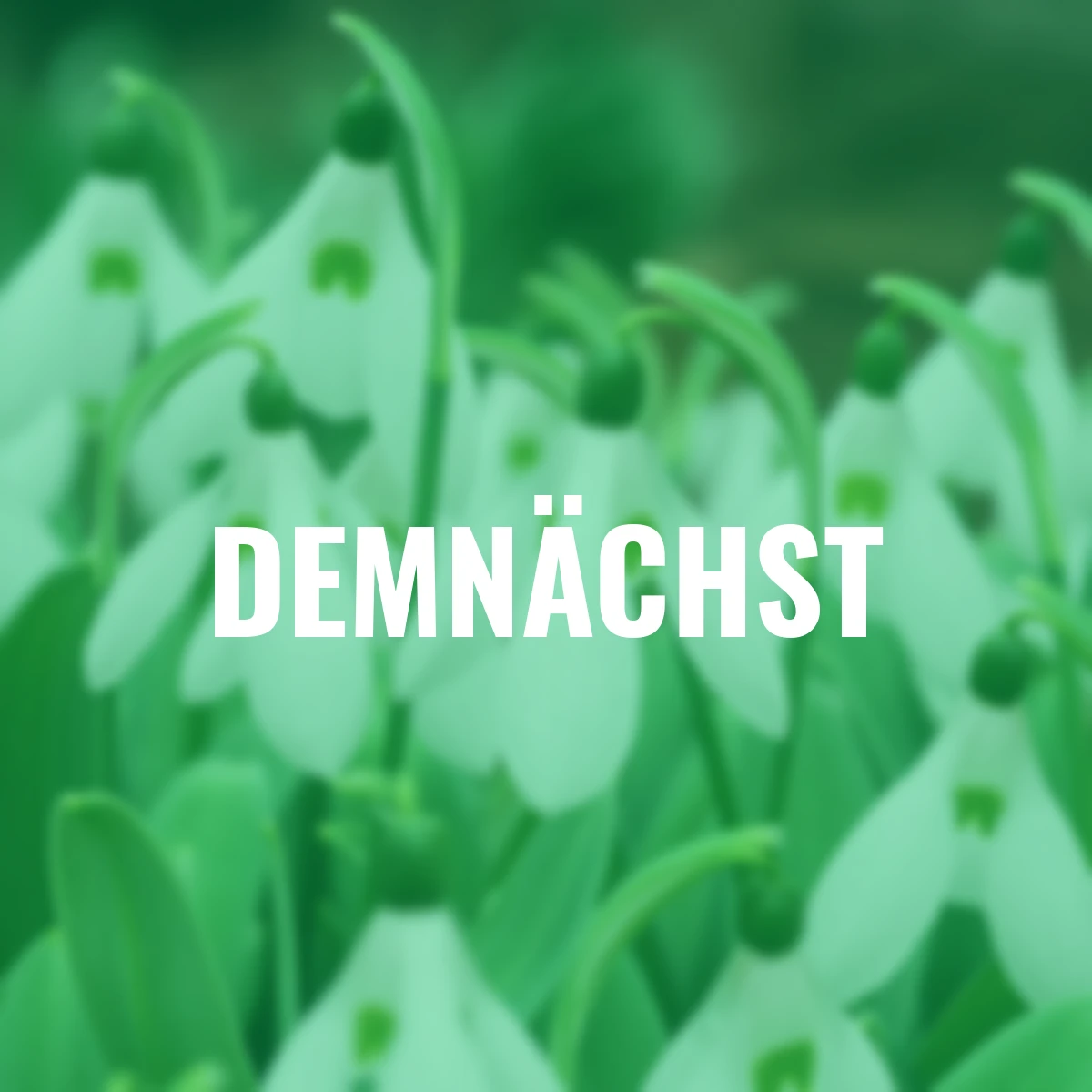 Riesen-Schneeglöckchen Mount Everest