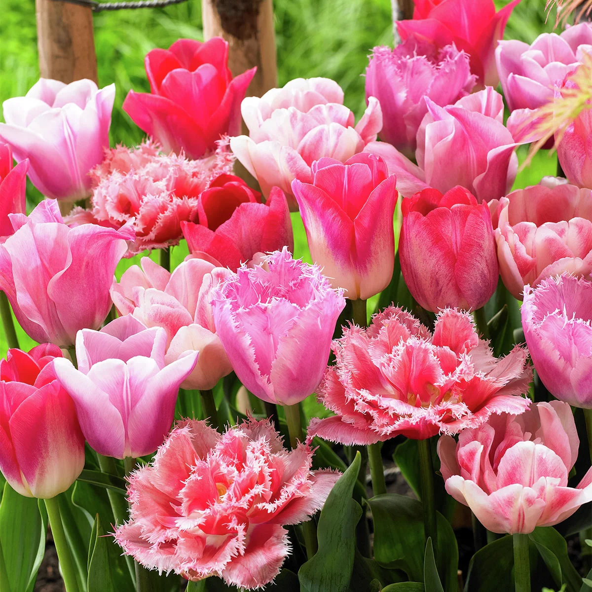 Tulpen-Mischung Forever Pink