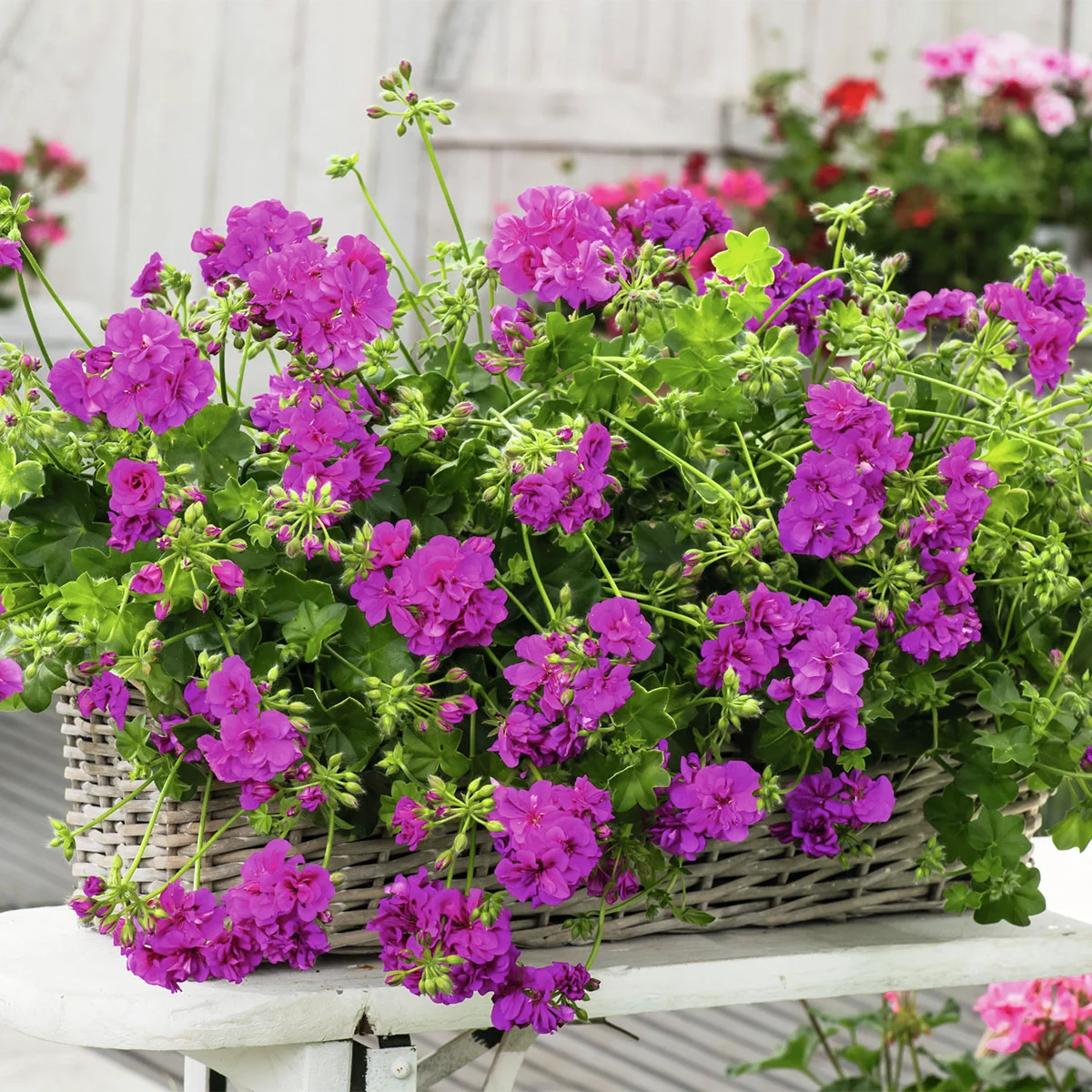 Hänge-Geranie, violett